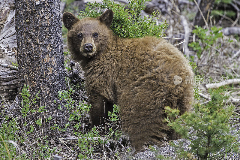 美国黑熊(Ursus americanus)是一种中等体型的熊，原产于北美，常见于黄石国家公园。年轻的幼崽。玩。肉桂色。